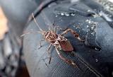 Zurück in der Hütte Klamotten aufgehängt, fix ne Dusche genommen, Essen zubereitet. Während dessen erwischte meine Frau diesen Besucher meiner Watstiefel. Wie wir später am Abend „ergoogelten“, war das wohl eine Amerikanische Kiefernwanze…… wo die ist, kommen im Herbst meistens noch ein paar mehr dazu…..