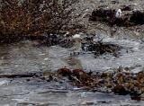 Machte richtig Spaß, auch wenn, durch den Wasserstand bedingt, das ein oder andere Mal die Fliege hinter mir die Botanik kennenlernte. Und dann begleitete mich eine ganze Weile dieser kleine Geselle. Total unerschrocken und fleissig dabei den Spülsaum nach fressbaren Snacks zu durchsuchen.....