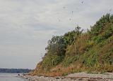 Am Wasser angekommen war zumindest in der Luft schonmal reichlich Aufruhr zu erkennen. Der ansässige Bauer war fleissig am pflügen und die Möwen stürzten sich auf alles, was da auf dem Acker hochgewirbelt wurde. Leider kam auch immer wieder eine Ladung Steine, die anscheinend auf dem Acker im Weg waren, die Steilküste hinuntergepurzelt.