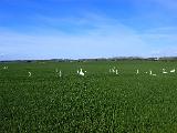 Die Schwäne hatten es sich im Feld so richtig gemütlich gemacht. Nettes Abschlussbild für den heutigen Tag. Abendliche Planungen für den Wochenstart am Montag, habe ich erst nach einem ausgiebigen Spätnachmittagsschlummer und anschliessendem Abendessen inclusive Bierchen angestellt. Wind sollte drehen……