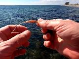 Die frisch getüddelte Garnele hatte jetzt bereits bewiesen, dass sie als Meerforellensnack ziemlich hoch im Kurs steht. Bei jedem zweiten Wurf hackte ein Fisch drauf. Nach einem weiteren „longline“ releastem Fisch der Klasse „Mitte vierzig“, gab es die nächste Trutte.